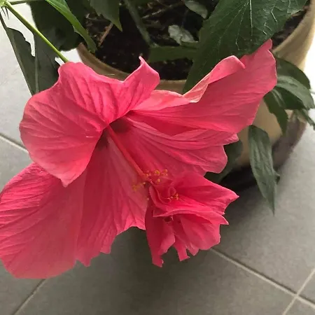 C.8 Magnolie Ubytování v soukromí *